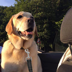 Cinto de Segurança Automotivo Elástico para Cães YOUSE - Ajustável, Refletivo e Anti-Impacto